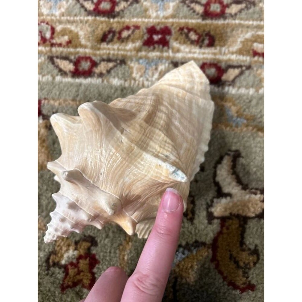 Beach Shell Lot (7) includes Conches - Picture 5 of 8